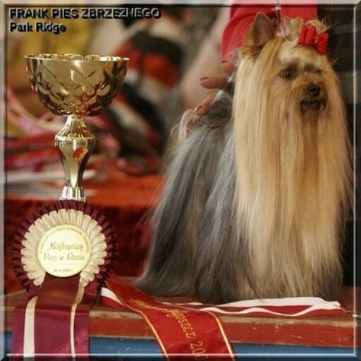 Yorkshire Terrier Park Ridge FCI