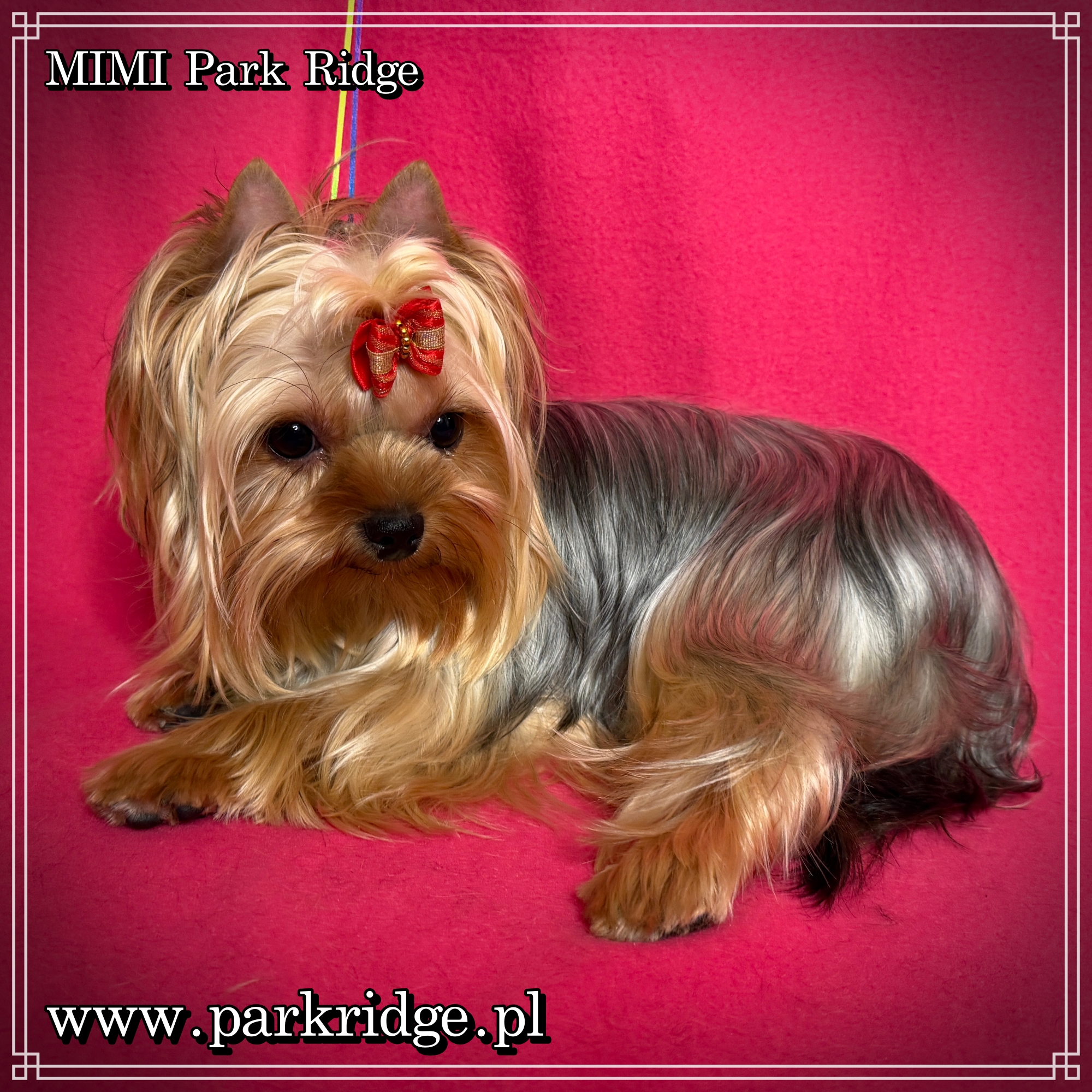 MIMI