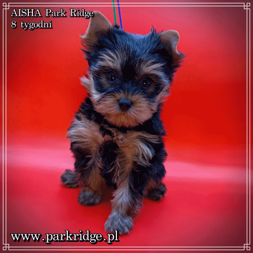 AISHA - Yorkshire Terrier