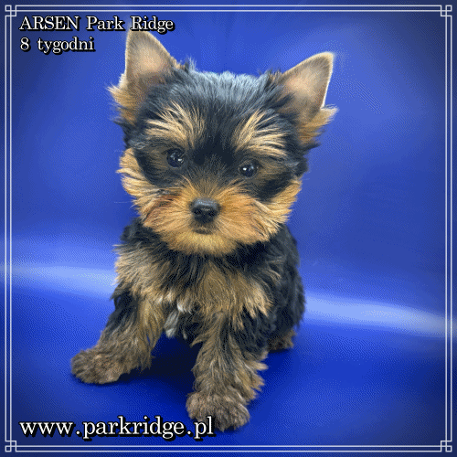ARSEN - Yorkshire Terrier