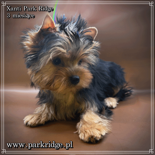 XANTI - Yorkshire Terrier