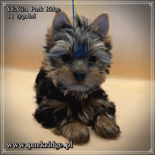 YENGA - Yorkshire Terrier