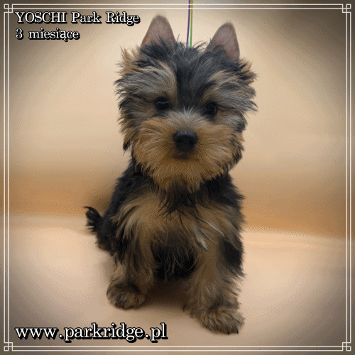 YOSCHI - Yorkshire Terrier