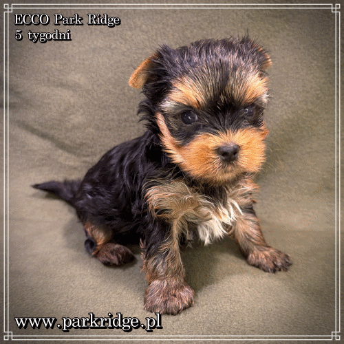 ECCO - Yorkshire Terrier
