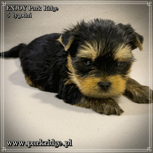 ENJOY - Yorkshire Terrier