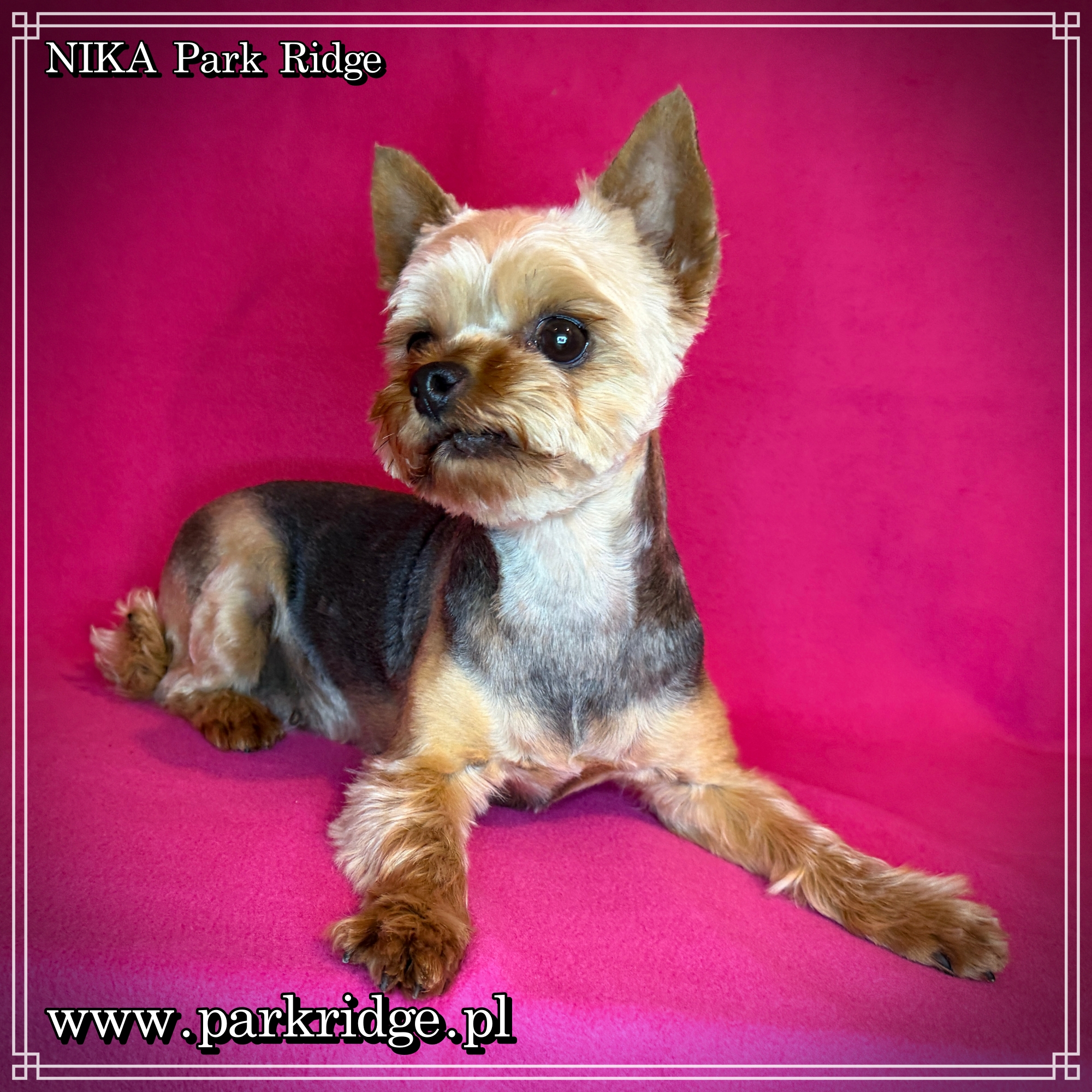 Suczka Yorkshire Terrier