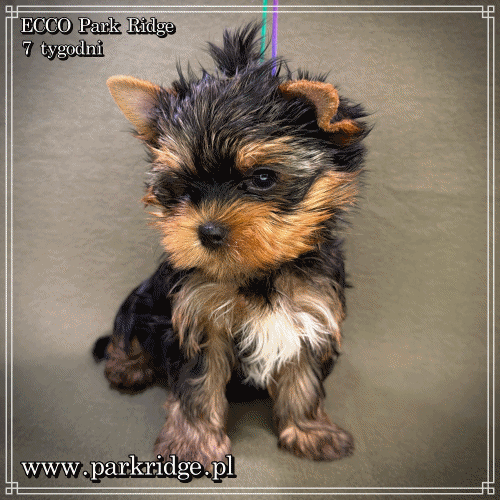 ECCO - Yorkshire Terrier