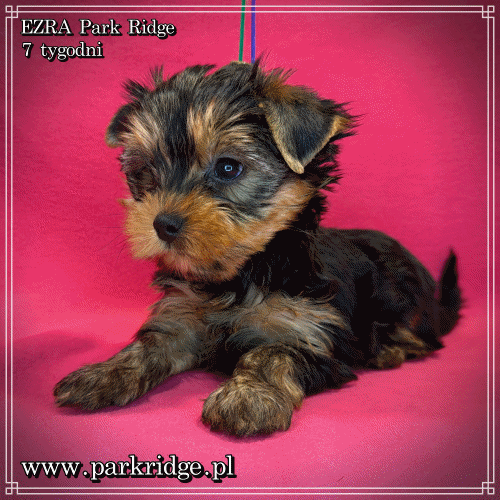 EZRA - Yorkshire Terrier