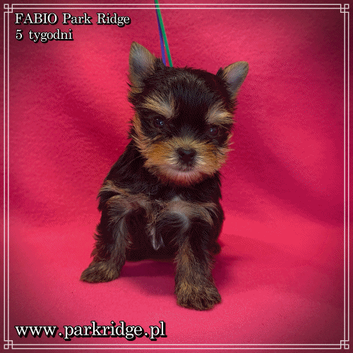 FABIO - Yorkshire Terrier