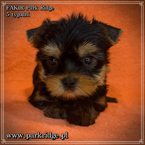FAKIR - Yorkshire Terrier