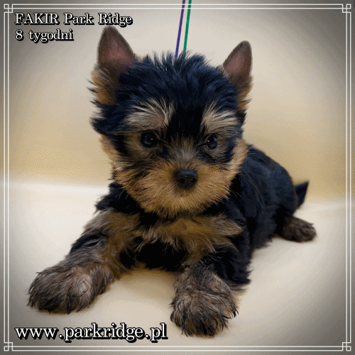 FAKIR - Yorkshire Terrier