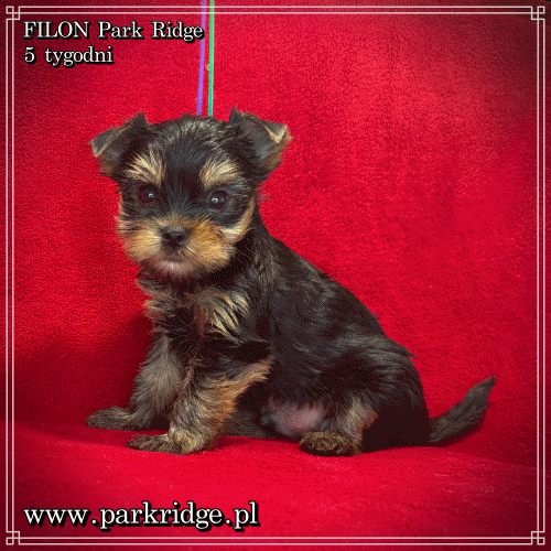 FILON - Yorkshire Terrier