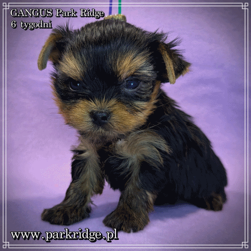 GANGUS - Yorkshire Terrier