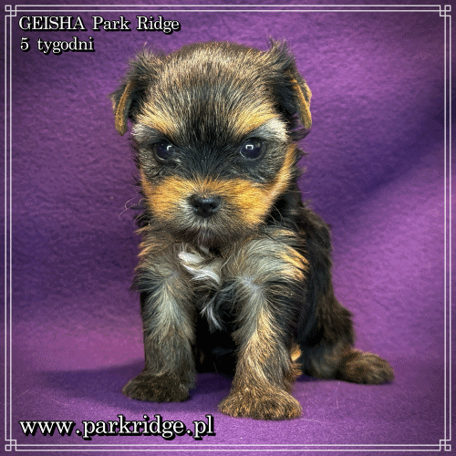 GEISHA - Yorkshire Terrier