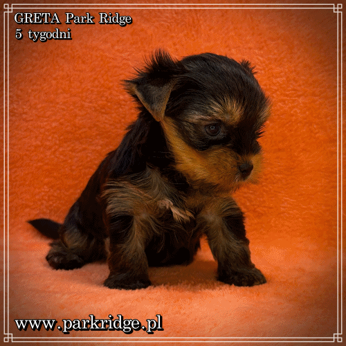 GRETA - Yorkshire Terrier