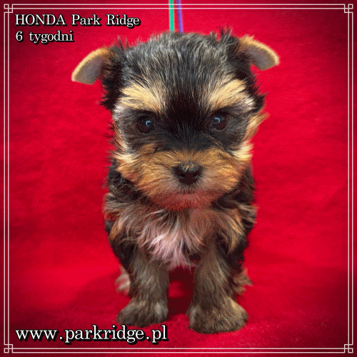 HONDA - Yorkshire Terrier
