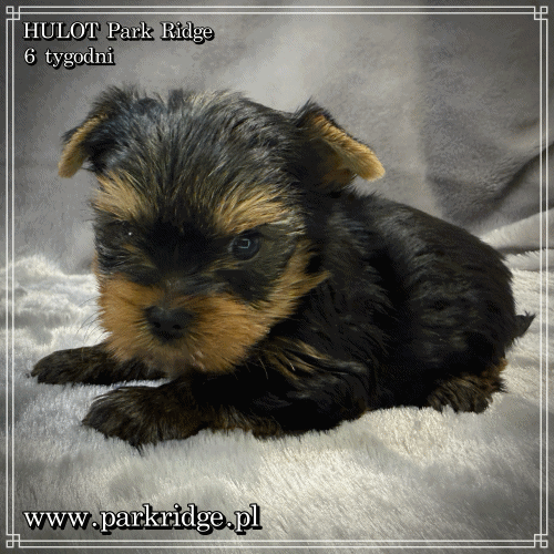HULOT - Yorkshire Terrier
