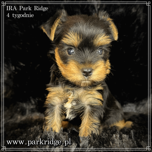 IRA - Yorkshire Terrier