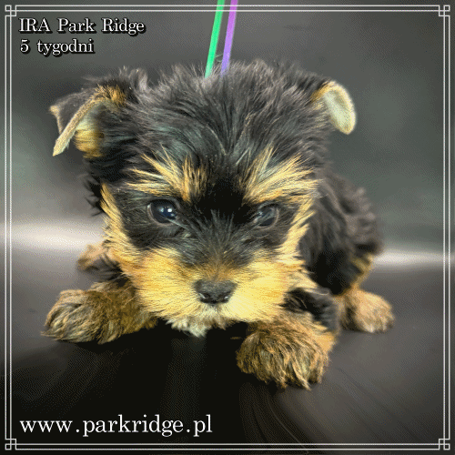 IRA - Yorkshire Terrier
