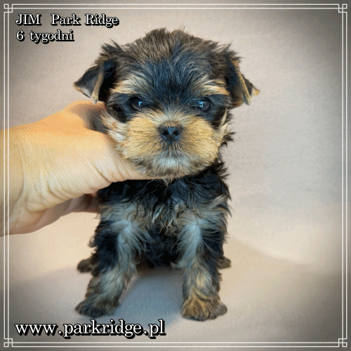 JIM - Yorkshire Terrier