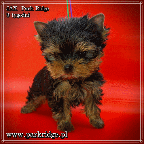 JAX - Yorkshire Terrier