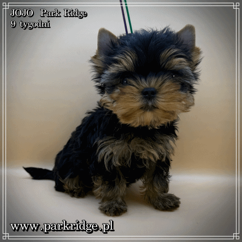 JOJO - Yorkshire Terrier