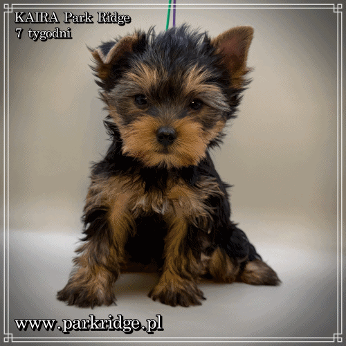 KAIRA - Yorkshire Terrier