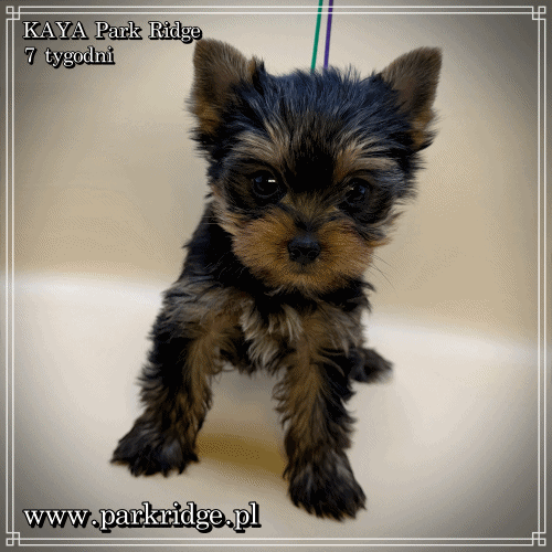 KAYA - Yorkshire Terrier