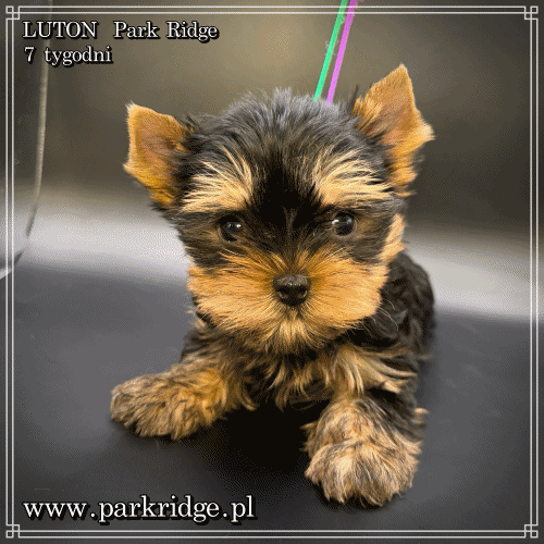 LUTON - Yorkshire Terrier