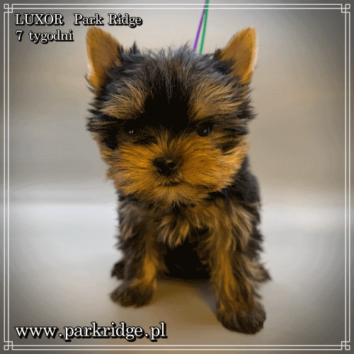LUXOR - Yorkshire Terrier