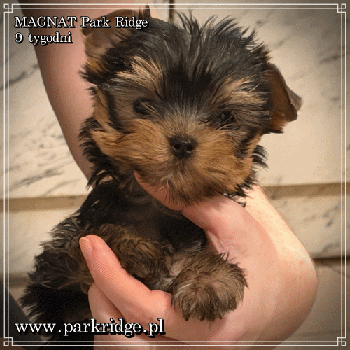 MAGNAT - Yorkshire Terrier