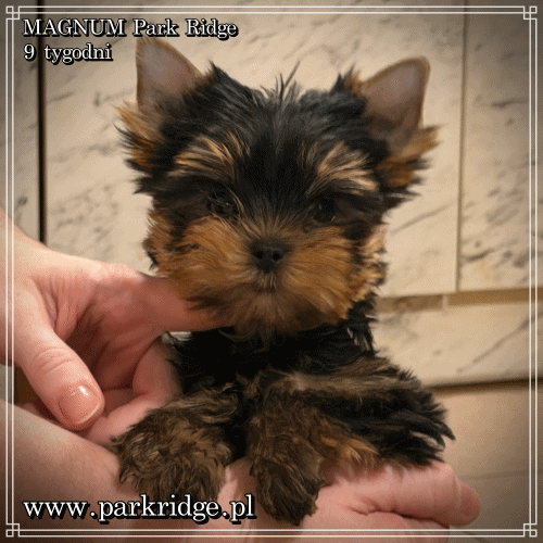 MAGNUM - Yorkshire Terrier