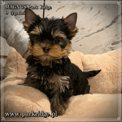 MAGNUS - Yorkshire Terrier