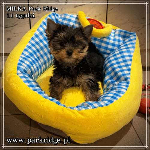MILKA - Yorkshire Terrier
