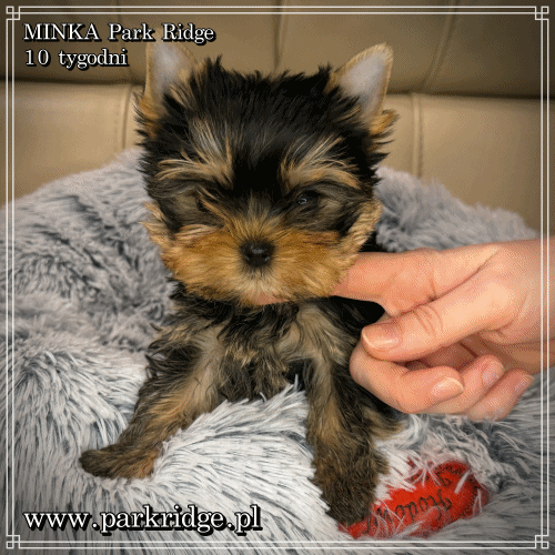 MINKA - Yorkshire Terrier