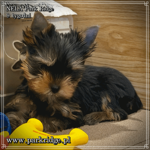 NELA - Yorkshire Terrier